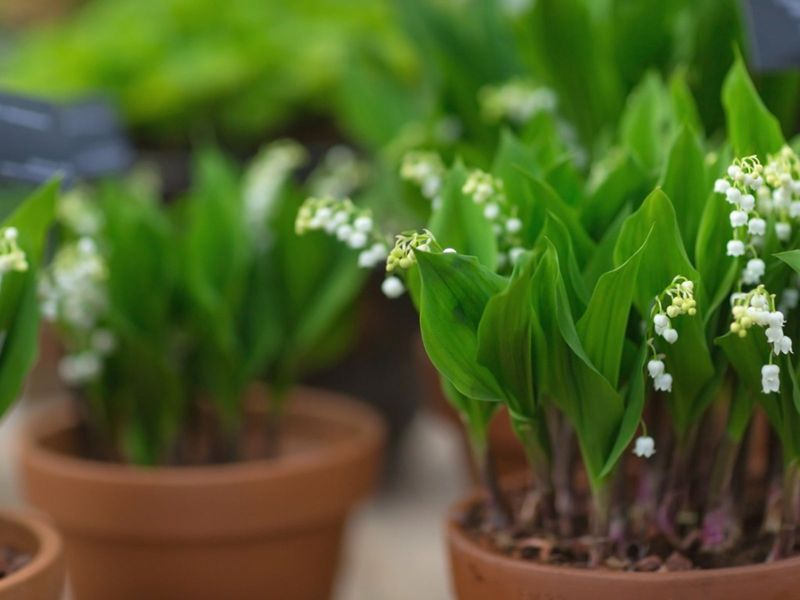 Lily of the Valley