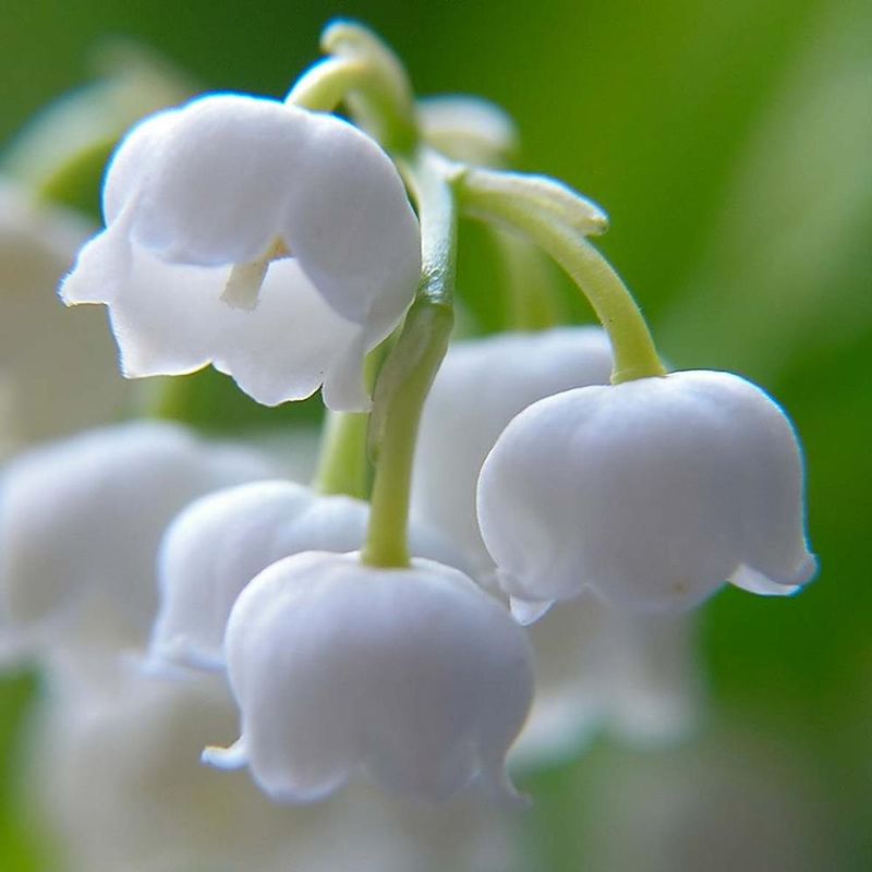 Lily of the Valley