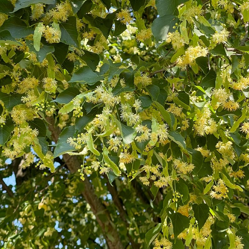 Linden Tree (Tilia cordata)