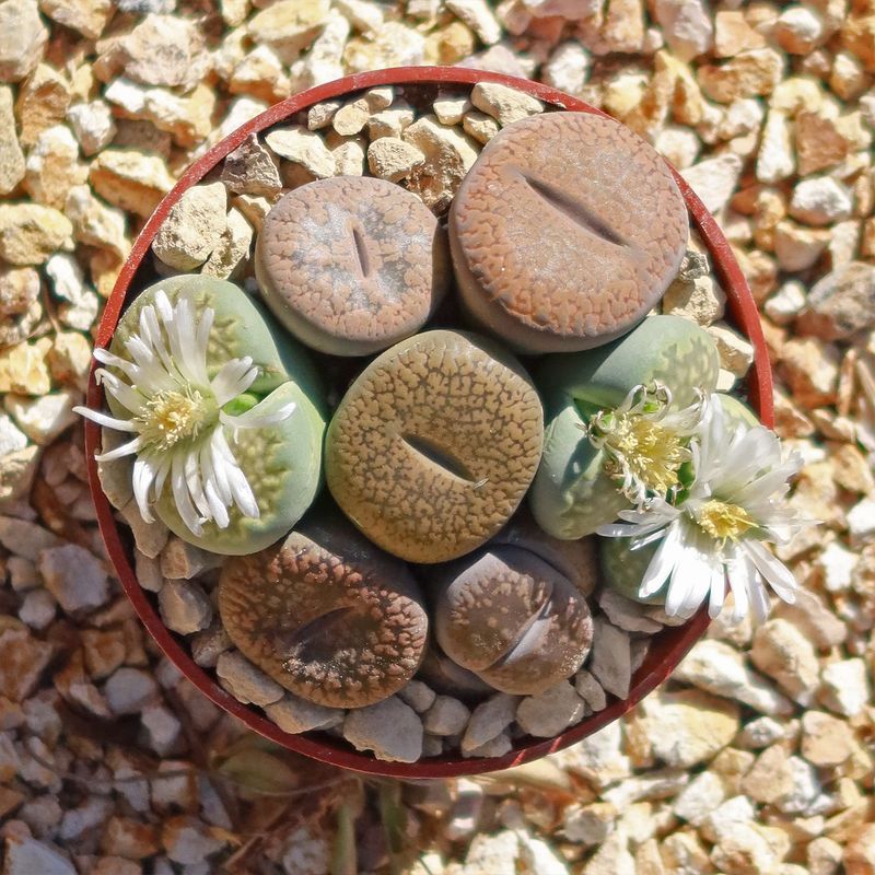 Lithops (Living Stones)