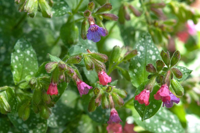 Lungwort