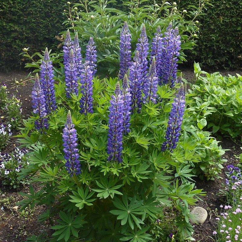 Lupine