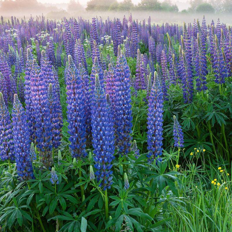 Lupine