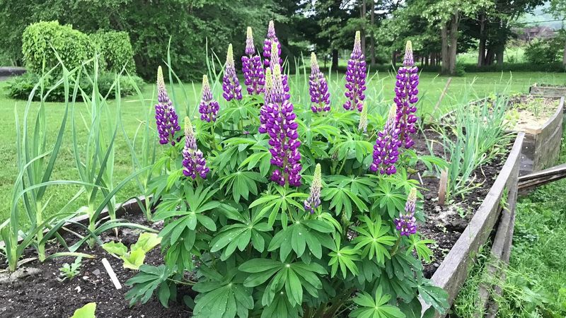 Lupins