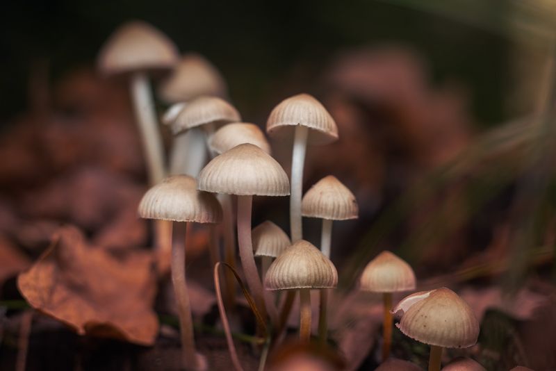 Magic Mushrooms (Psilocybe species)