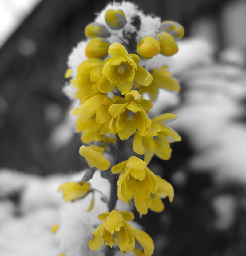 Mahonia