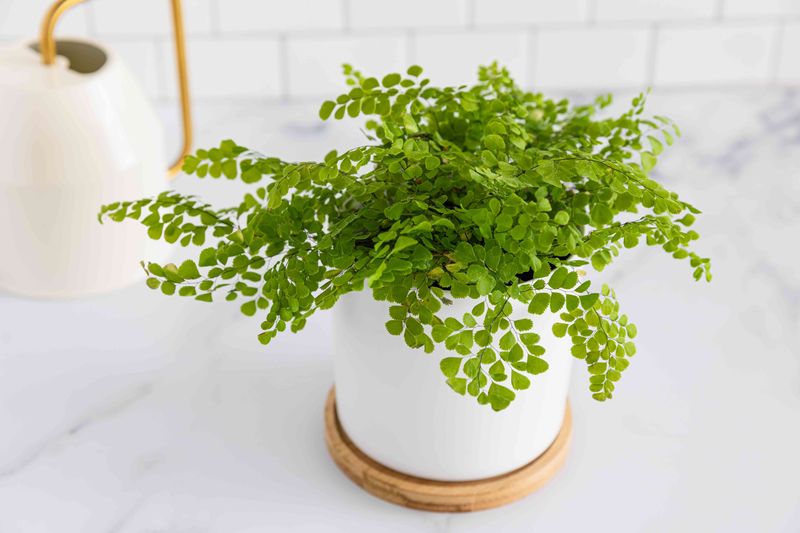 Maidenhair Fern