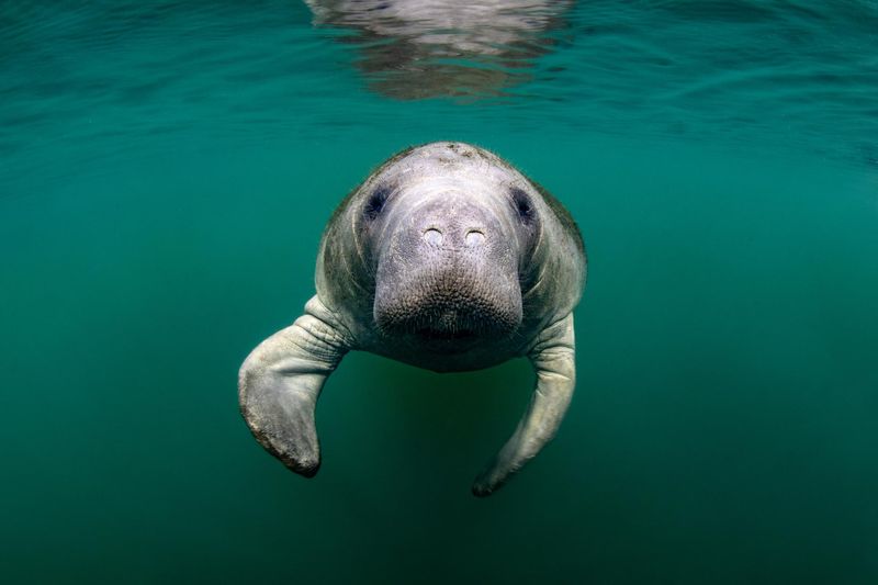 Manatee