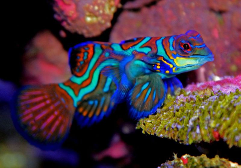 Mandarin Fish