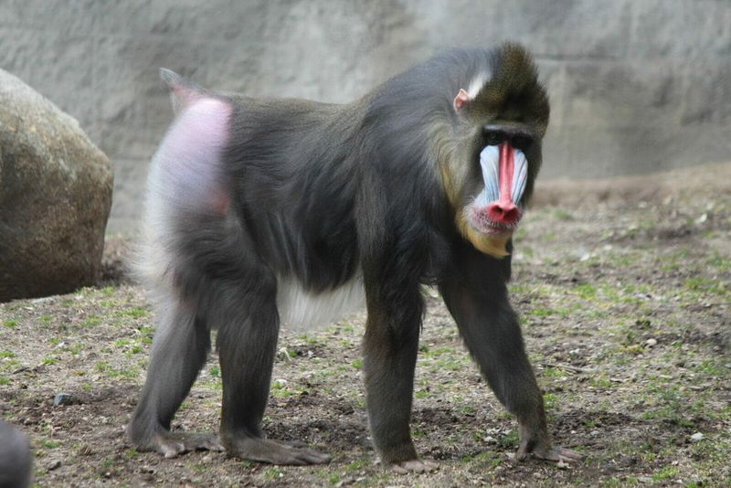 Mandrill