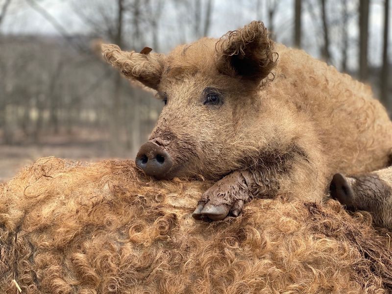 Mangalitsa Pig