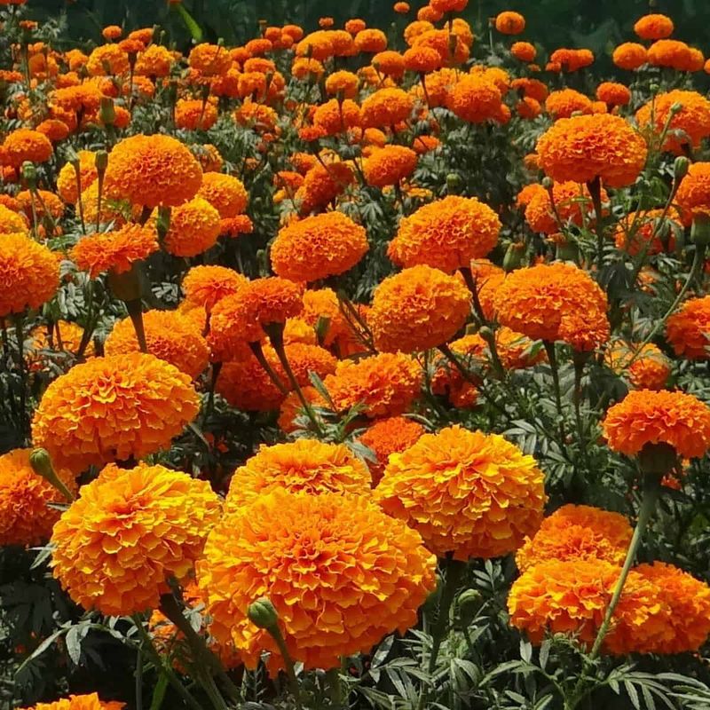 Marigold