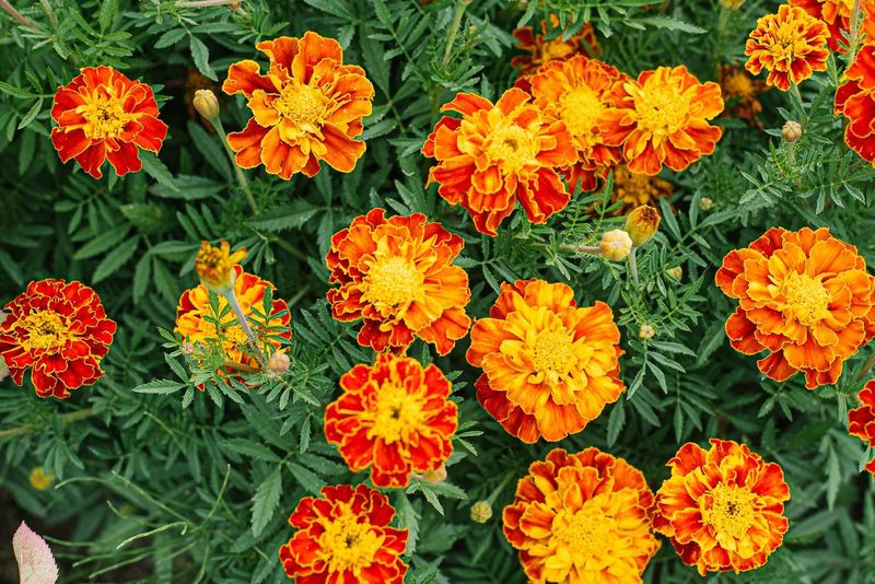 Marigolds