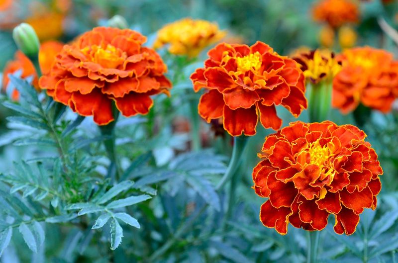 Marigolds