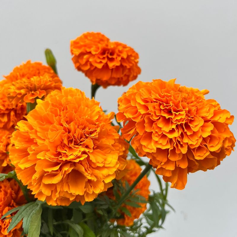 Marigolds