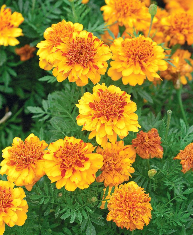 Marigolds