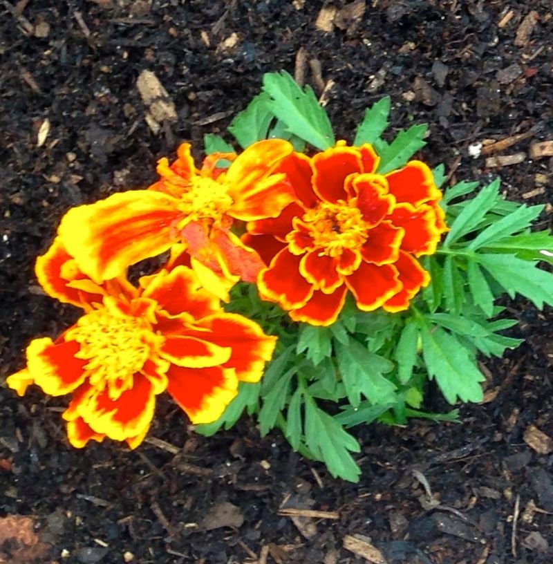 Marigolds