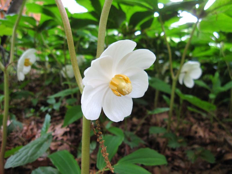 Mayapple