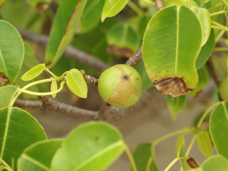 Medicinal Uses