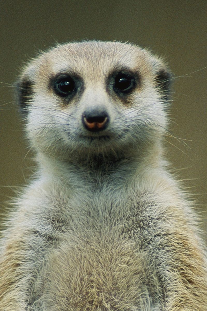 Meerkat