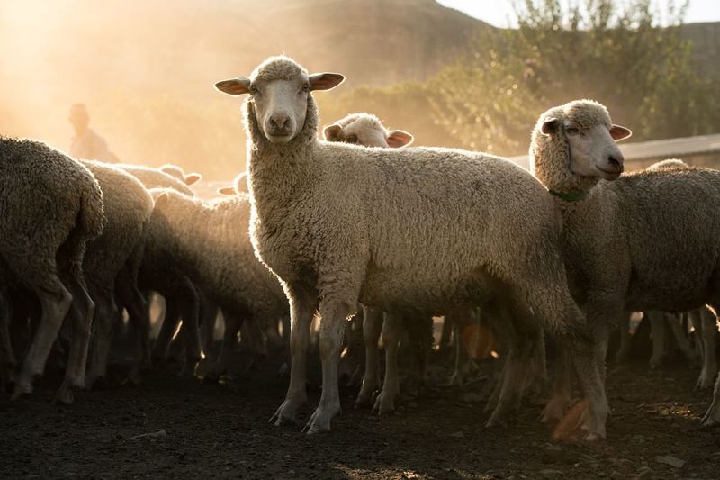 Merino Sheep