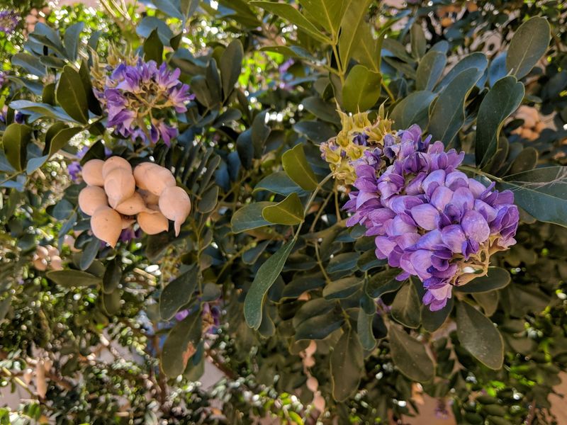 Mescal Bean (Sophora secundiflora)