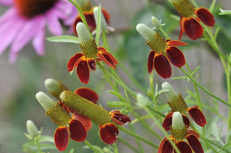 Mexican Hat