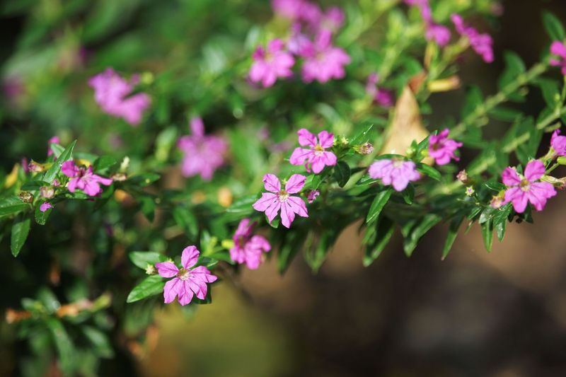 Mexican Heather