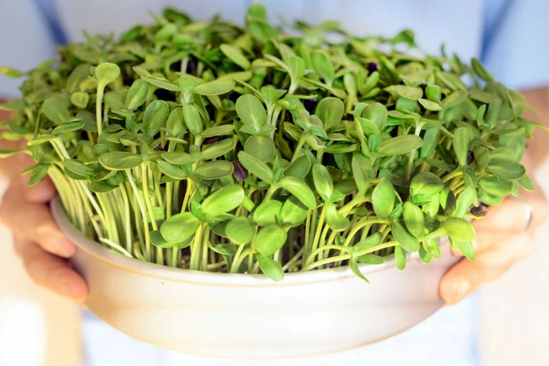 Microgreens Indoors