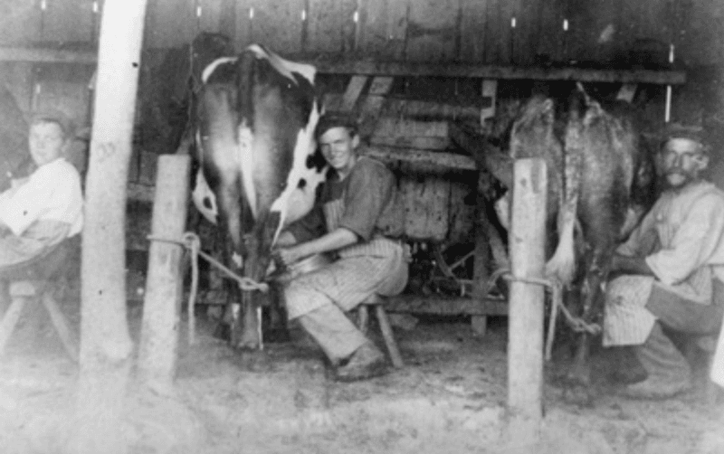 Milking Cows by Hand