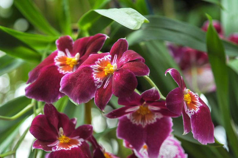 Miltonia Orchid