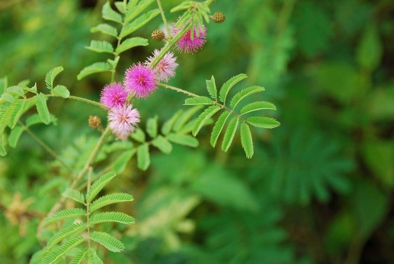 Mimosa Hostilis