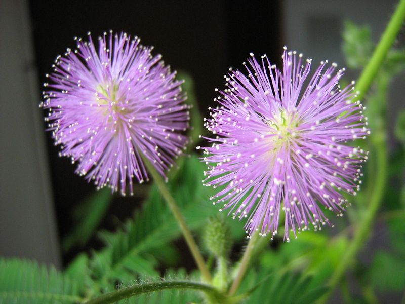 Mimosa Pudica