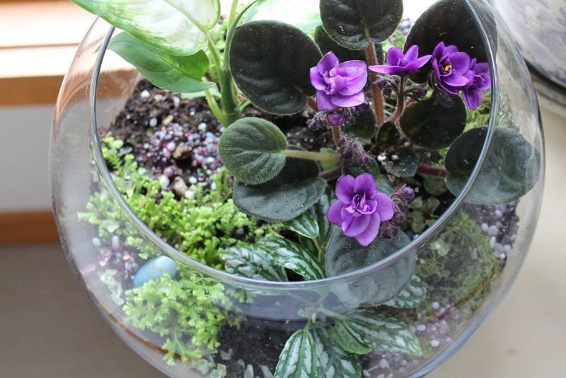 Mini African Violets