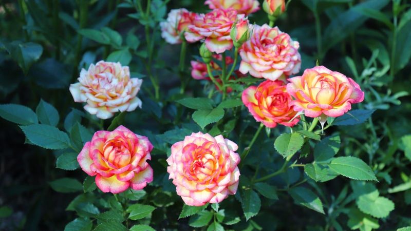 Miniature Roses