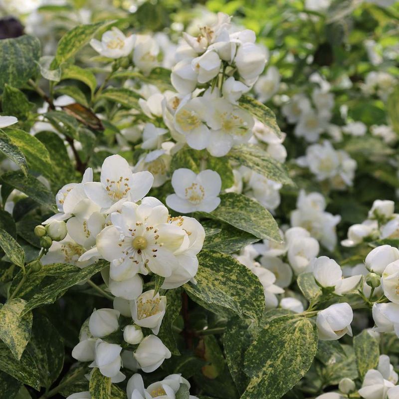 Mock Orange (Philadelphus coronarius)