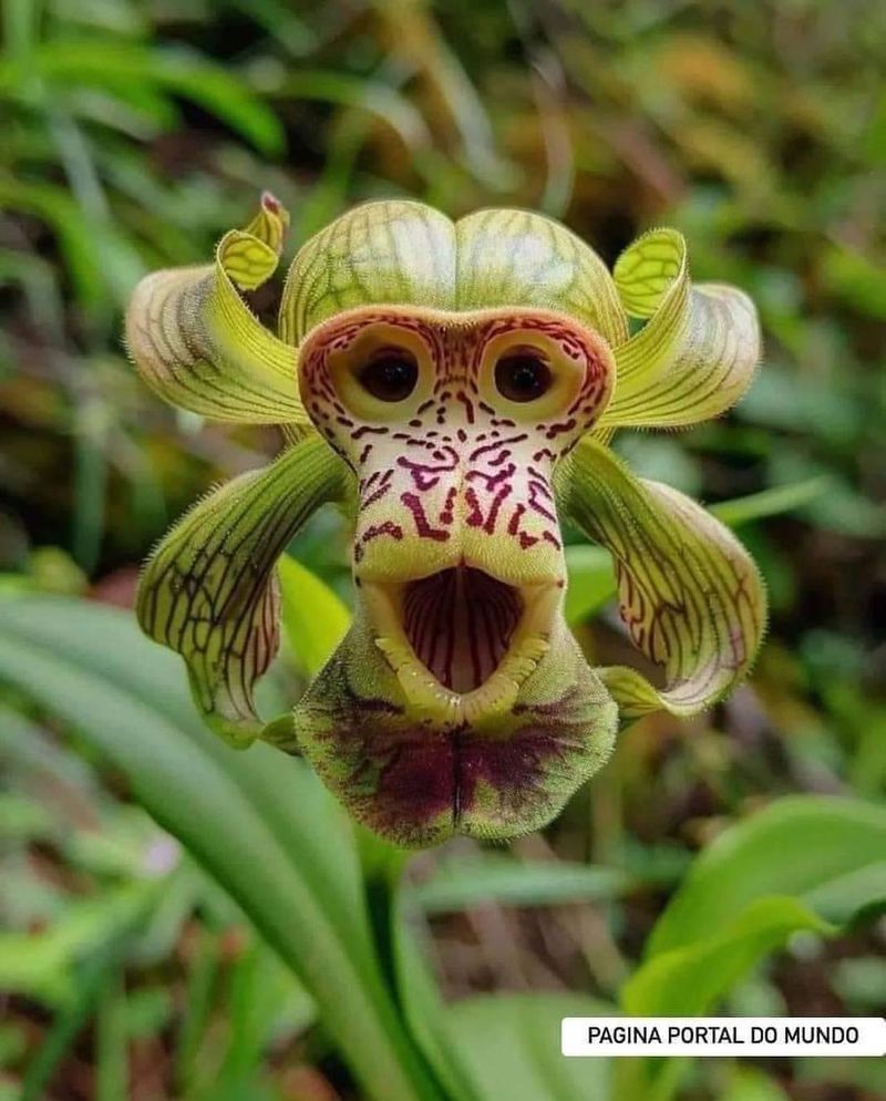 Monkey Orchid