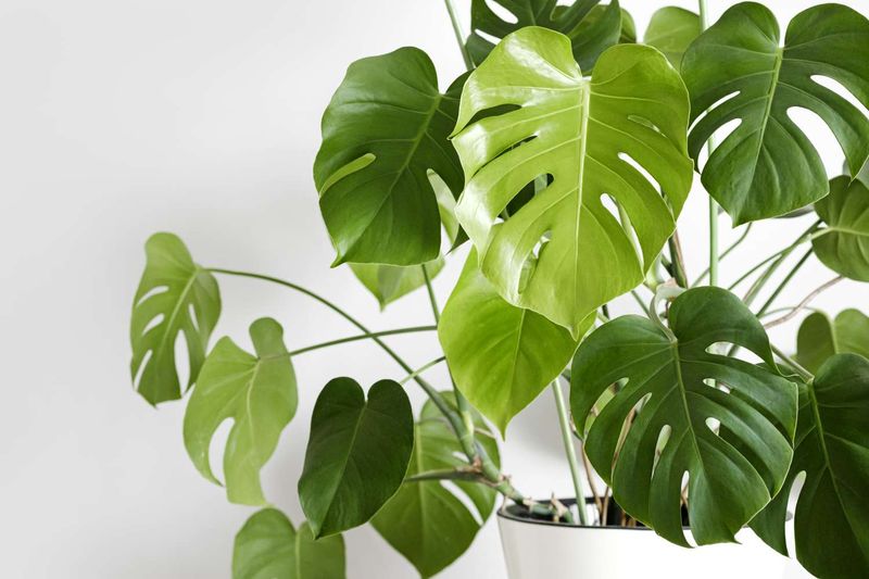 Monstera Magic