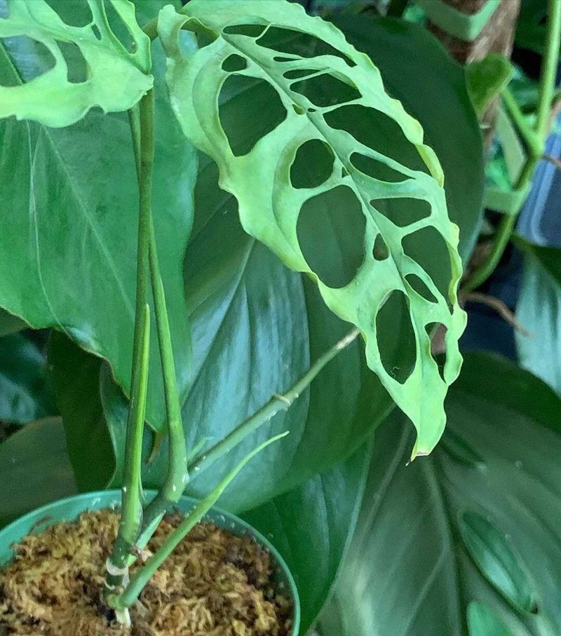 Monstera obliqua