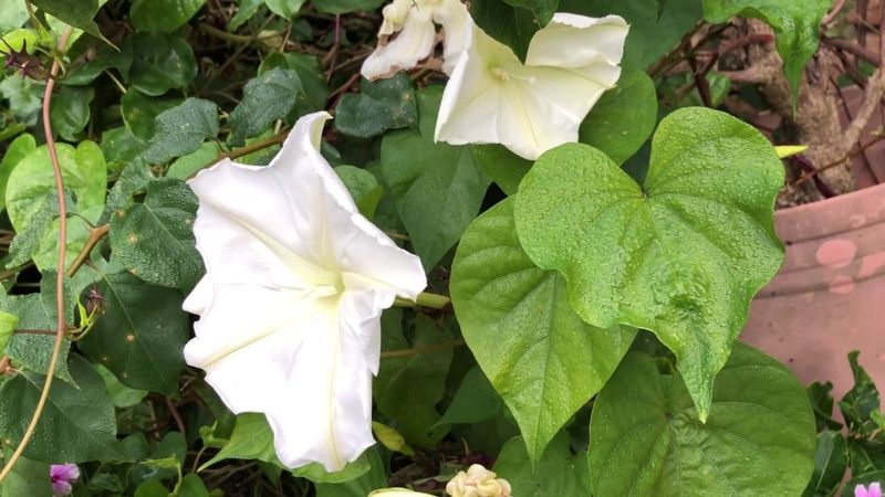 Moonflower (Ipomoea alba)