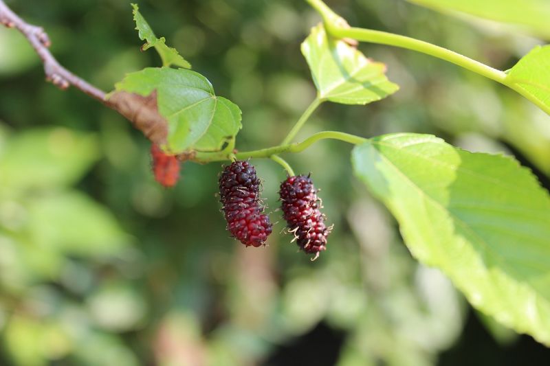 Mulberries