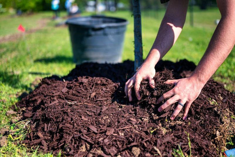 Mulch to Conserve Moisture