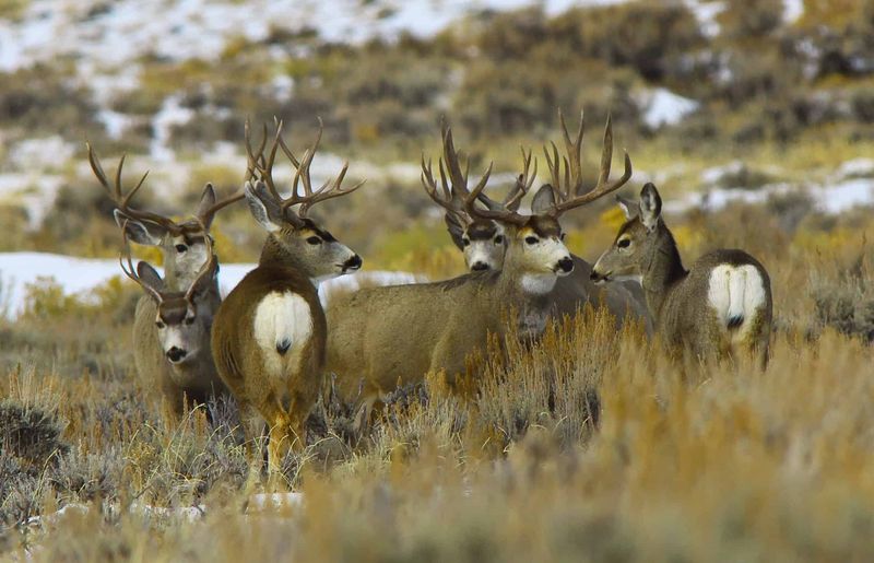 Mule Deer