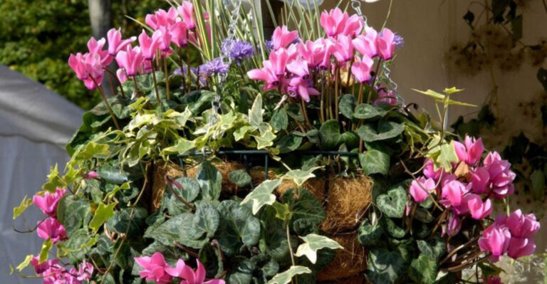 Must-Have Plants for Frosty Season Hanging Baskets