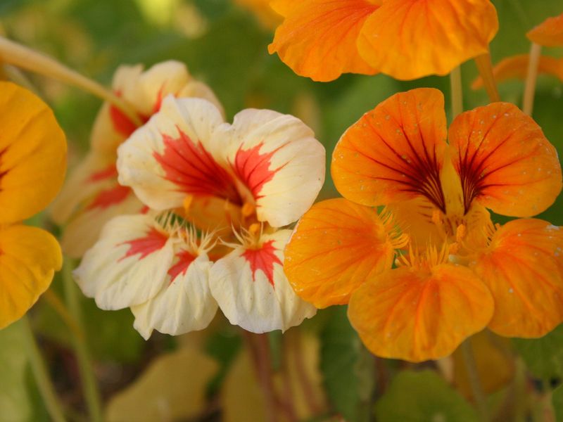 Nasturtium