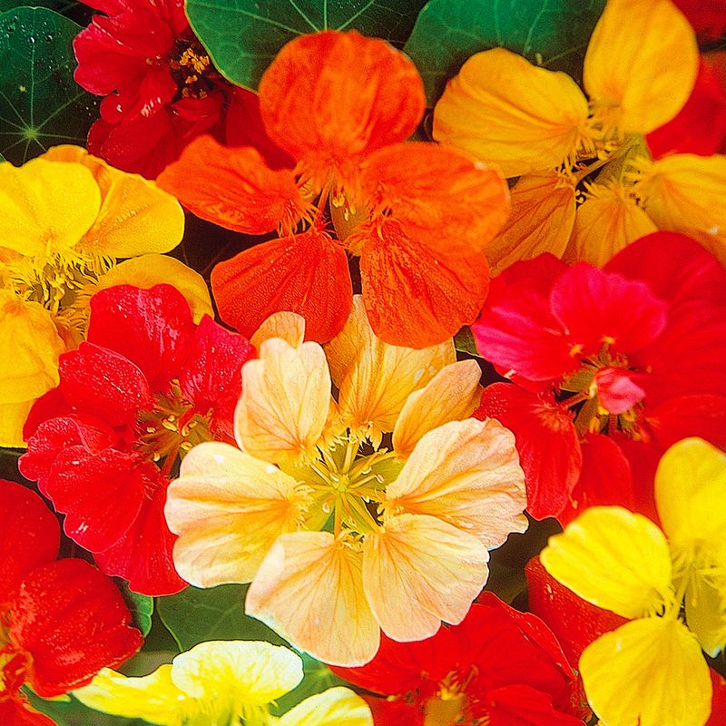 Nasturtium