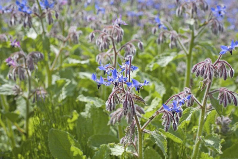 Natural Green Manure