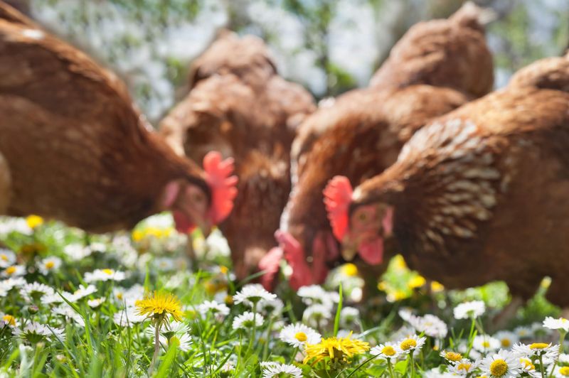 Natural Weed Control