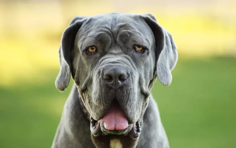 Neapolitan Mastiff