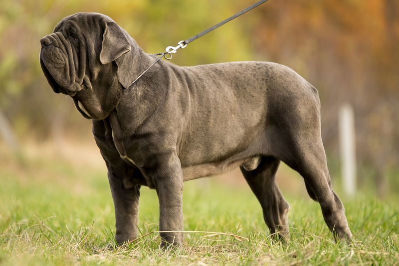 Neapolitan Mastiff